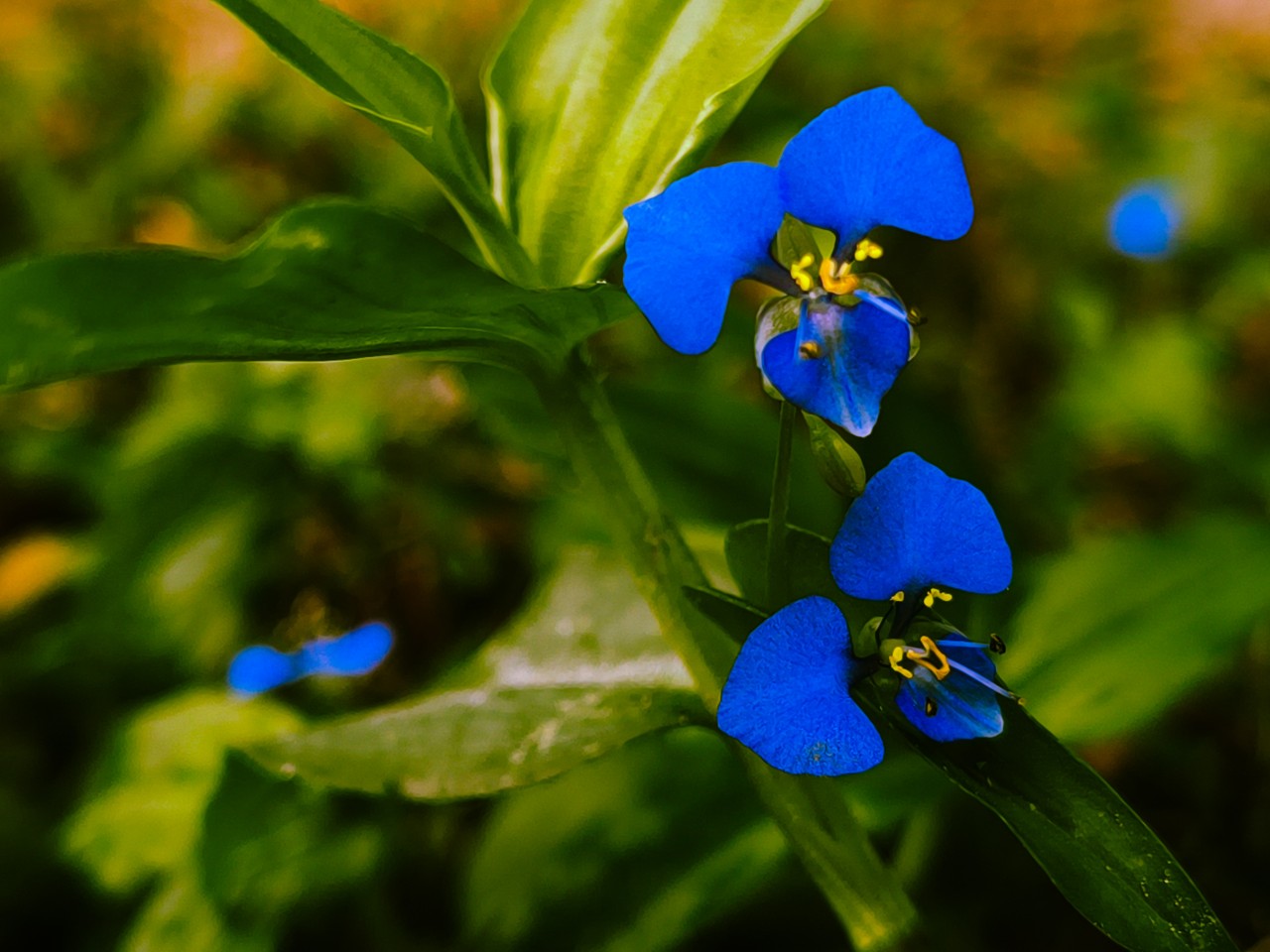 Beauty in the Mundane. Free Flora photos