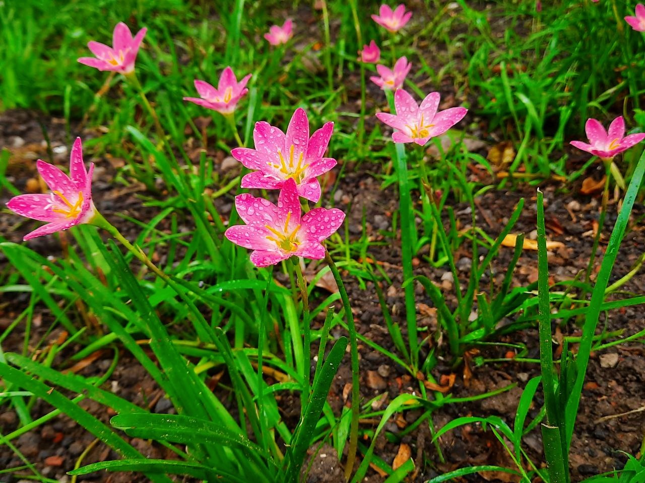 Pink rain lily. Free Flora photos