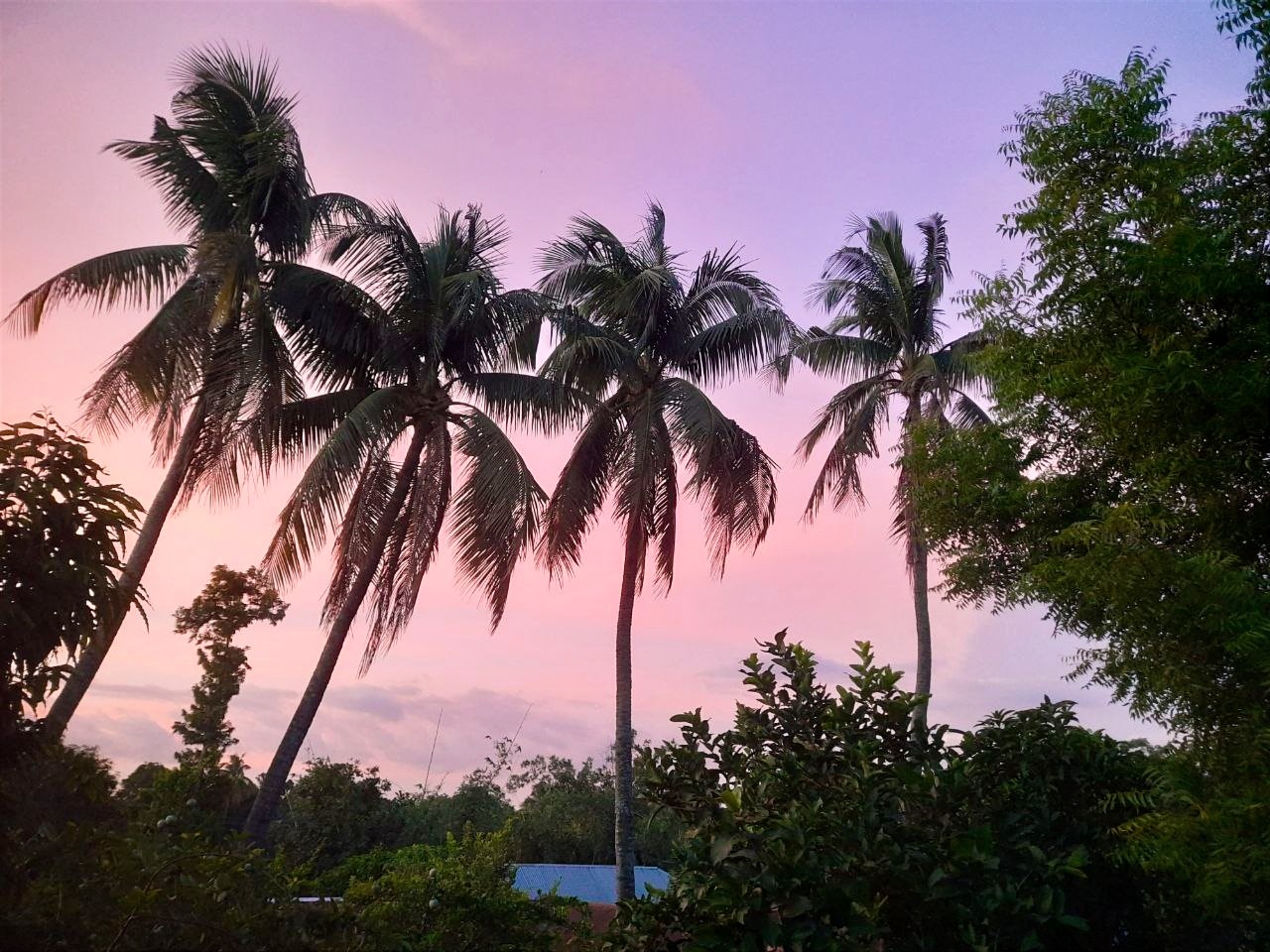 Dusk, Palms and Quiet Calm. Free Landscapes photos