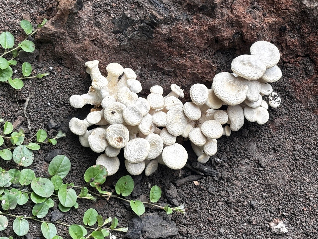 mushrooms. Free Flora photos