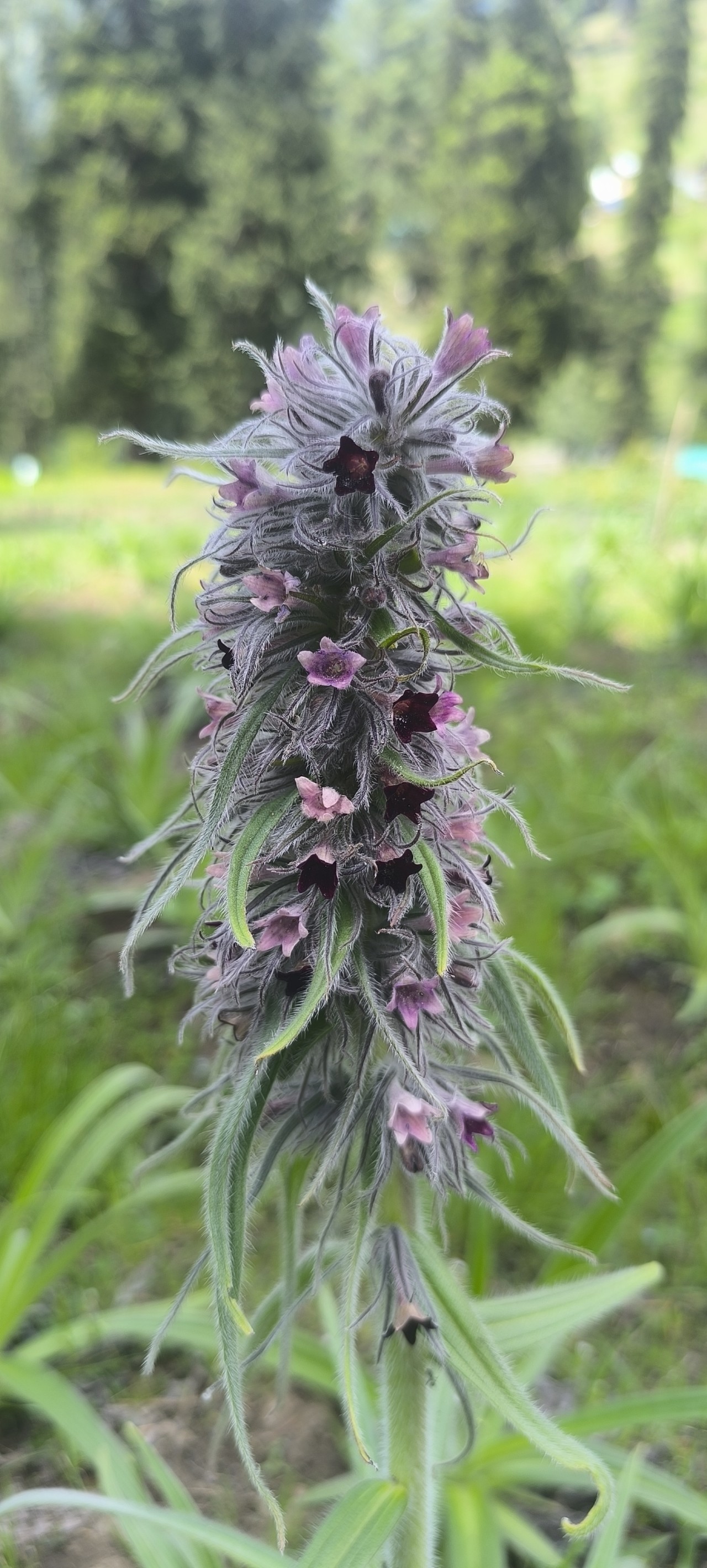 Himalayan arnebia. Free Flora photos